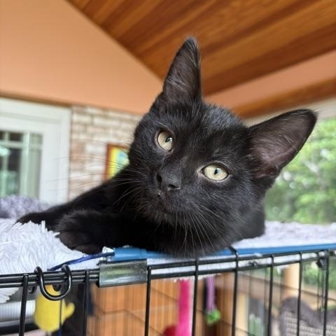 Freeway, ADOPTABLE, Kitten Male Domestic Short Hair.