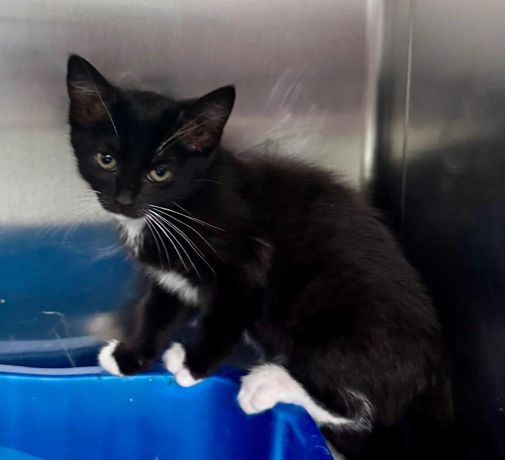 Leopard, Adoptable, Kitten Female Domestic Short Hair.