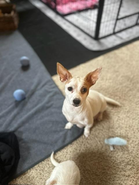 Enlarge Mama Clarabelle, a ADOPTABLE mixed breed in Bay Point, CA image 2/6