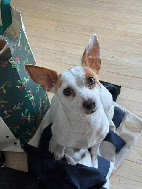 Enlarge Mama Clarabelle, a ADOPTABLE mixed breed in Bay Point, CA image 3/6