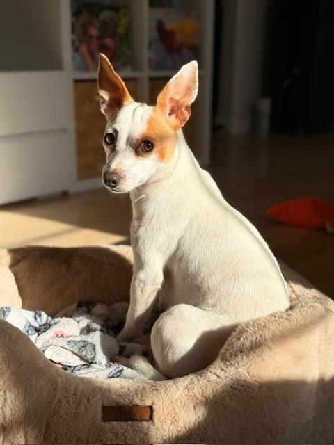 Mama Clarabelle, ADOPTABLE, Young Female Jack Russell Terrier & Chihuahua.