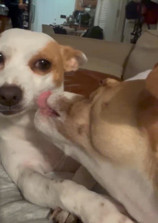 Enlarge Mama Clarabelle, a ADOPTABLE mixed breed in Bay Point, CA video 6/6