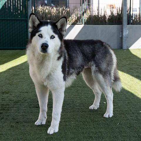 Enlarge Blair, a Adoptable mixed breed in Pasadena, CA image 1/4