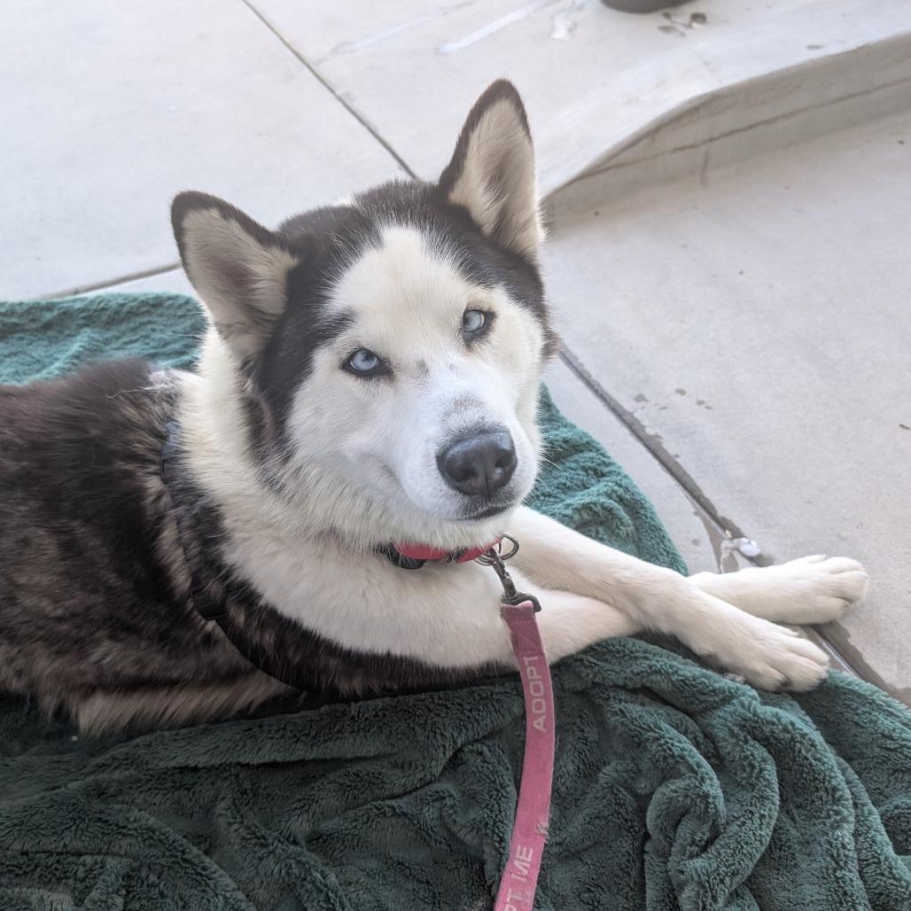 Enlarge Blair, a Adoptable mixed breed in Pasadena, CA image 2/4