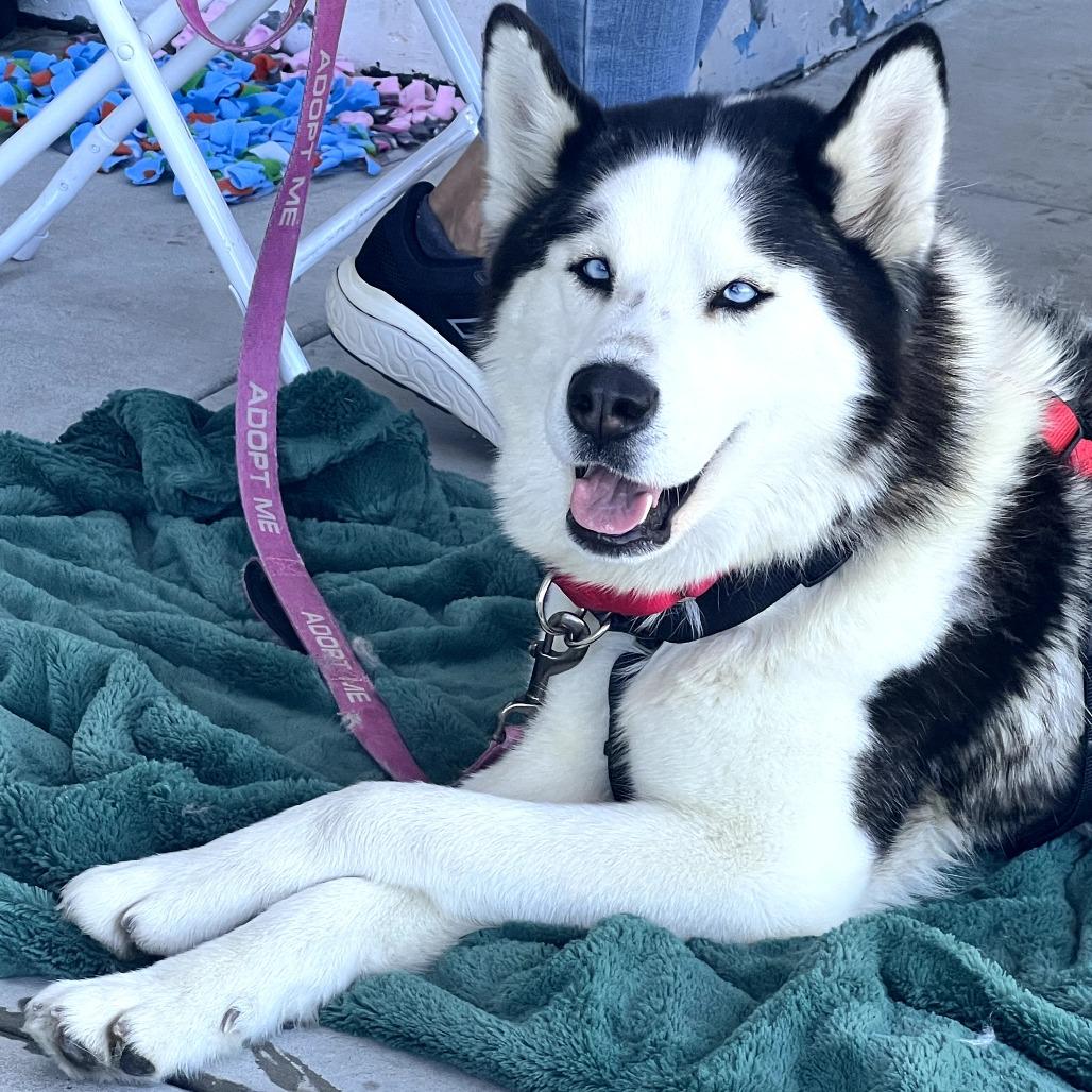 Enlarge Blair, a Adoptable mixed breed in Pasadena, CA image 3/4