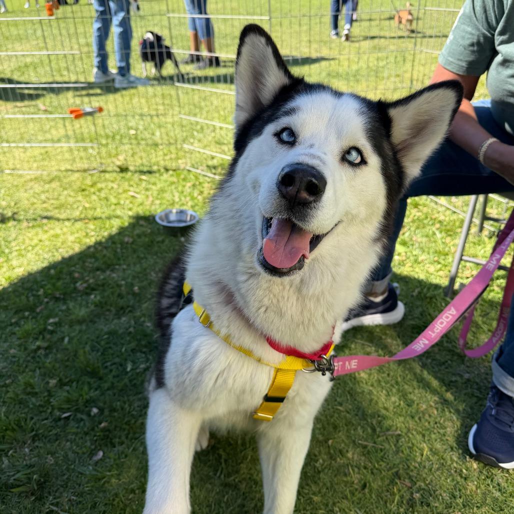 Enlarge Blair, a Adoptable mixed breed in Pasadena, CA image 4/4