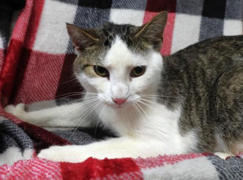 Enlarge Embry, a Adoptable mixed breed in Thief River Falls, MN image 1/1