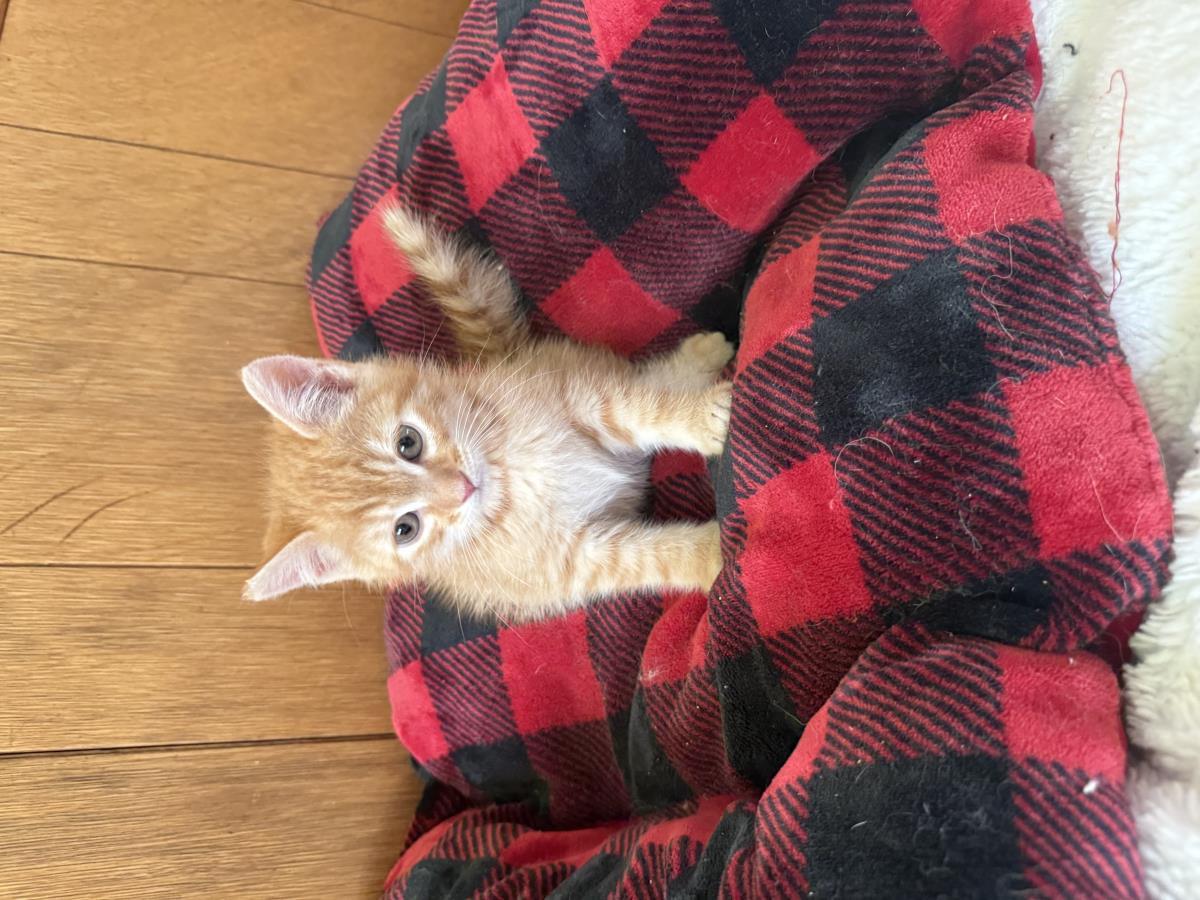 Mandarin, Adoptable, Kitten Male Domestic Short Hair.