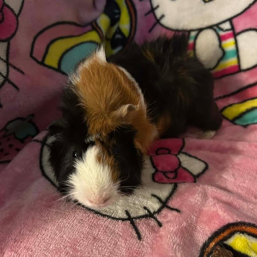 Lumiere and Cogsworth, a Adoptable Guinea Pig in Phoenix, AZ image 3/3
