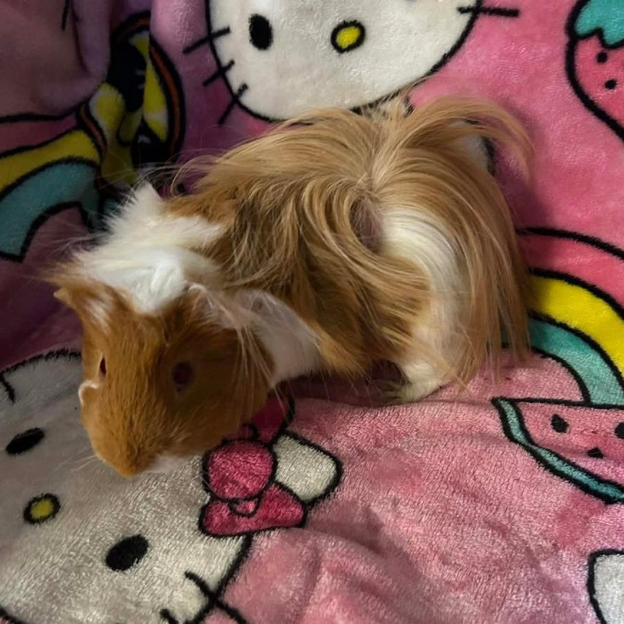 Lumiere and Cogsworth, a Adoptable Guinea Pig in Phoenix, AZ image 2/3