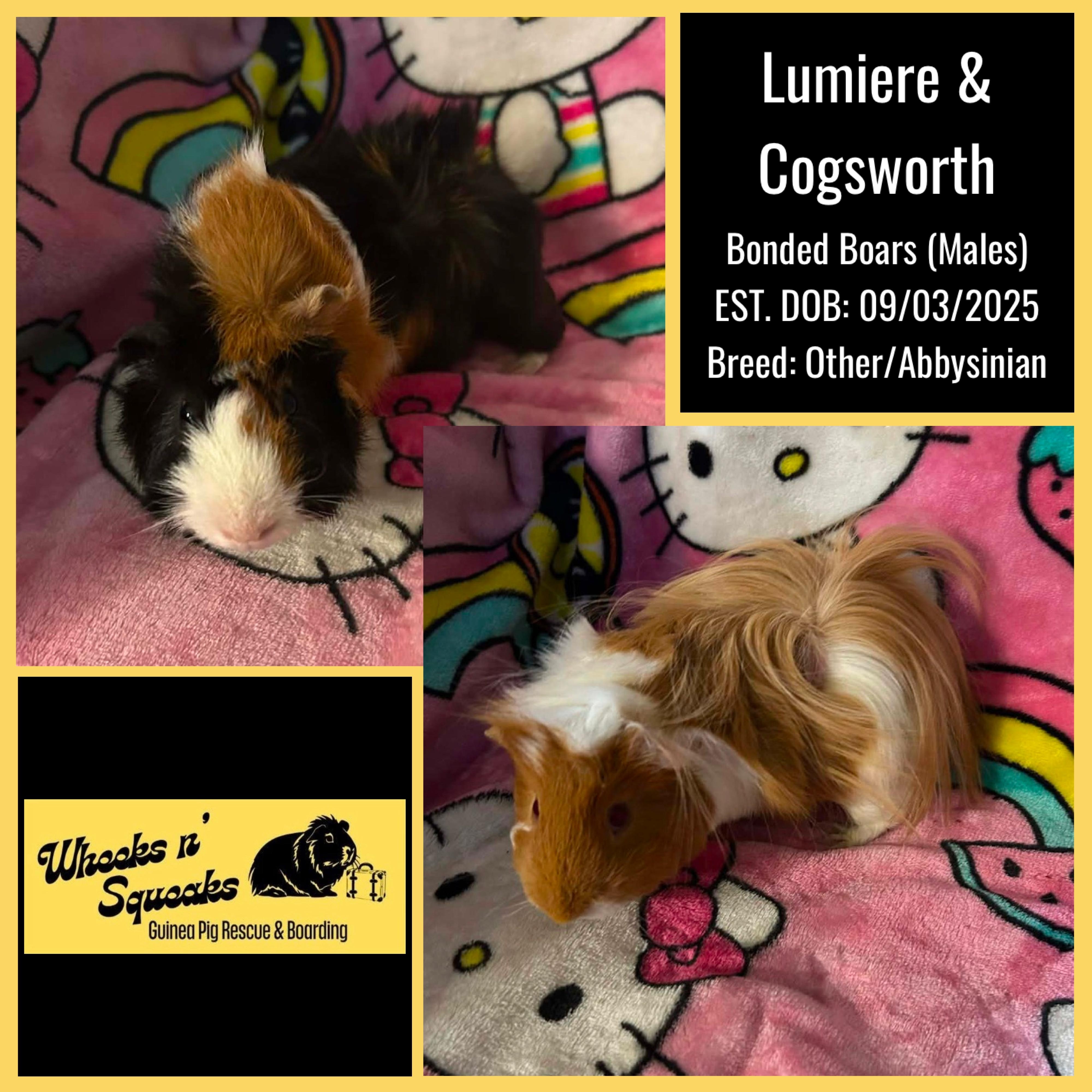 Lumiere and Cogsworth, Adoptable, Adult Male Guinea Pig.