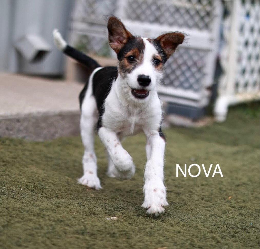 Nova, Adoptable, Puppy Male Hound & Terrier.