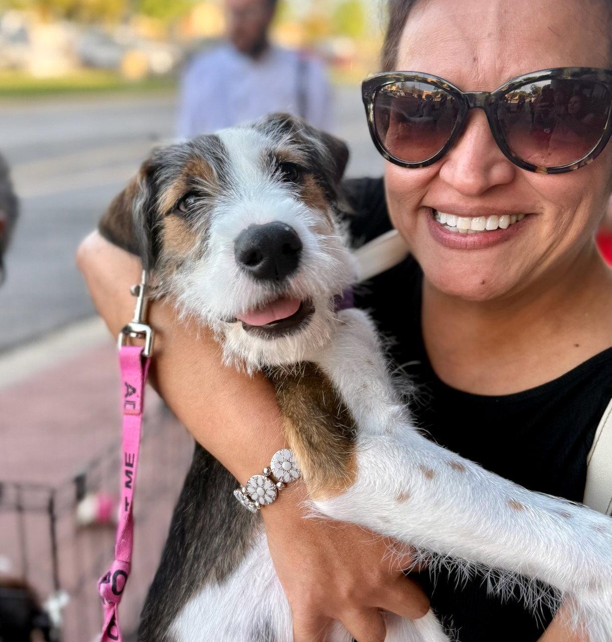 Nova, Adoptable, Puppy Male Hound & Terrier.