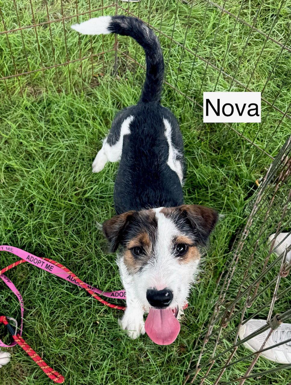 Enlarge Nova, a Adoptable mixed breed in GILBERTS, IL image 3/3