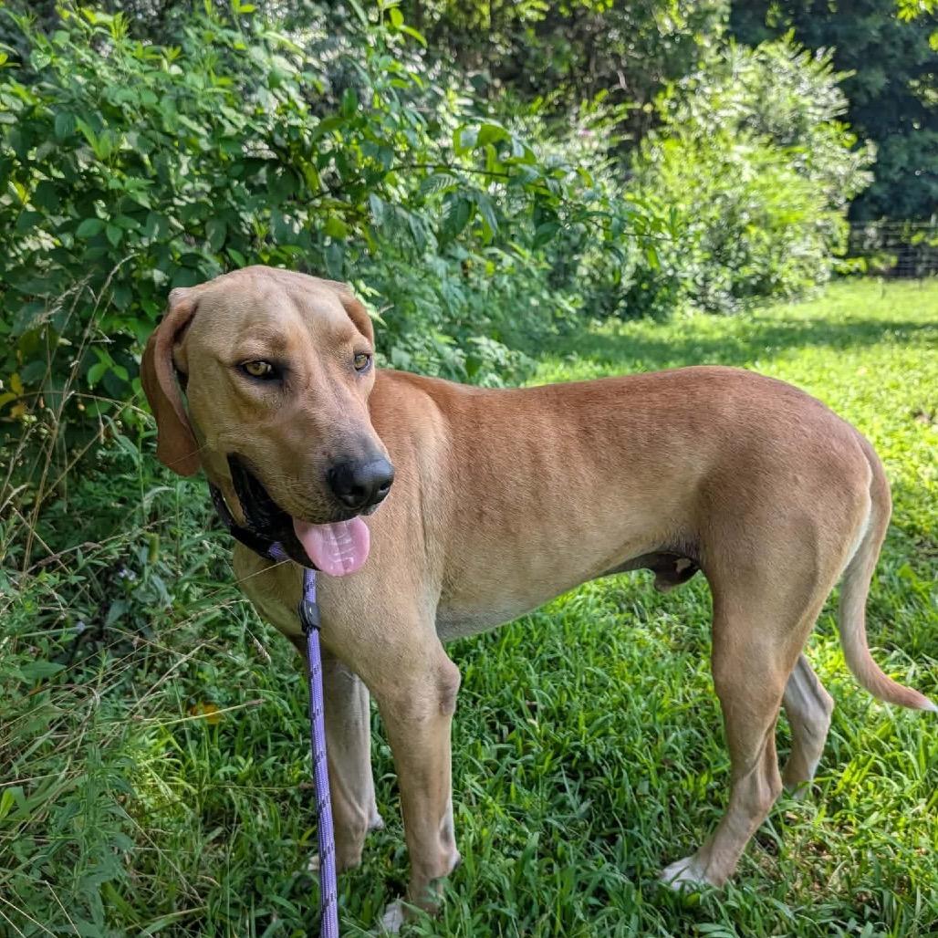 Buford, Adoptable, Puppy Male Labrador Retriever & Hound.