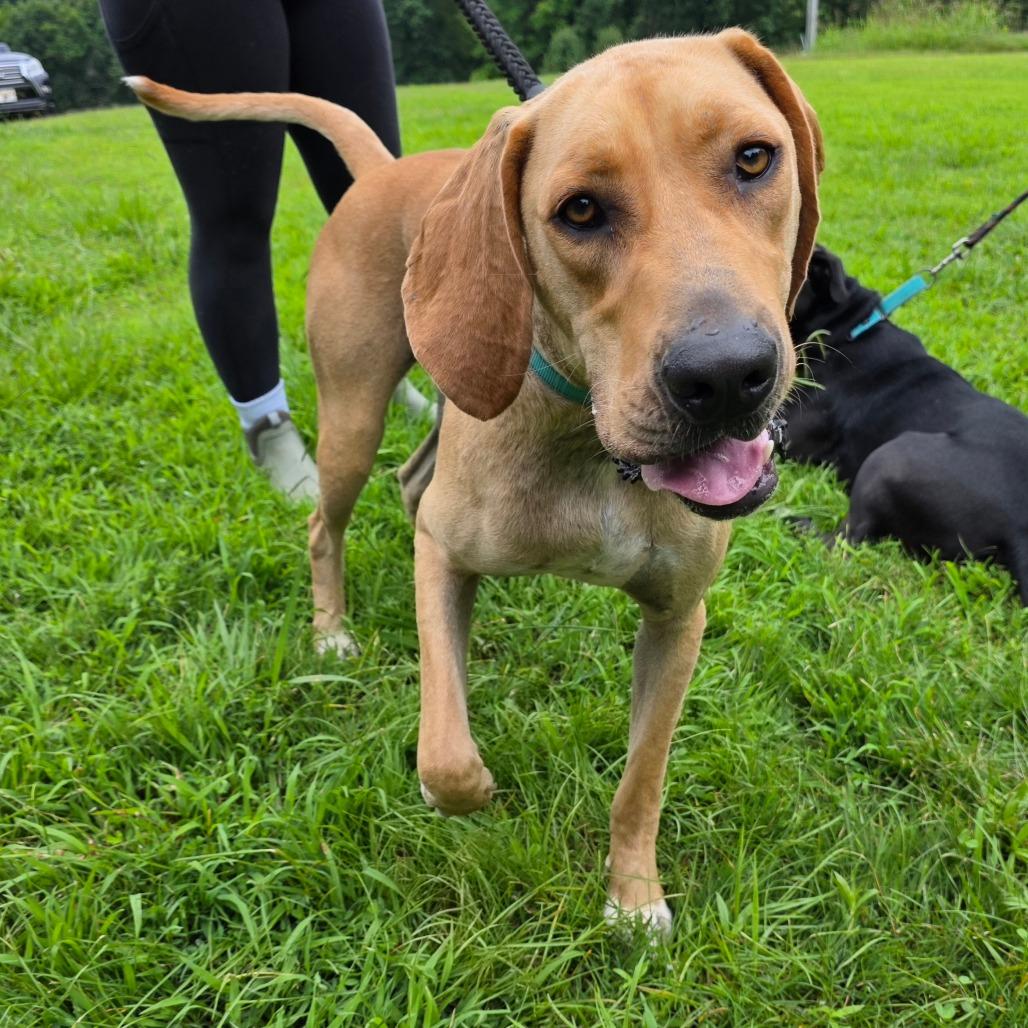 Buford, a Adoptable mixed breed in Clarksville, TN image 2/6
