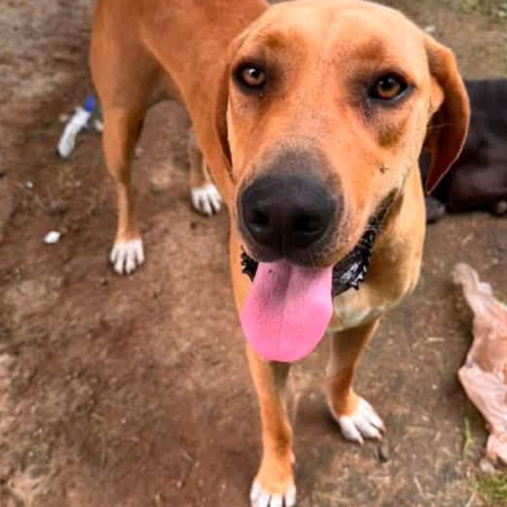 Buford, a Adoptable mixed breed in Clarksville, TN image 3/6