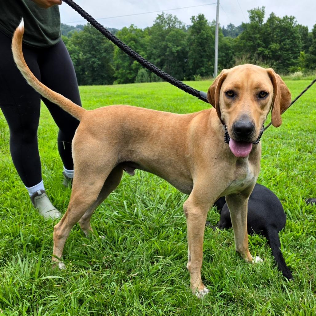 Buford, a Adoptable mixed breed in Clarksville, TN image 4/6
