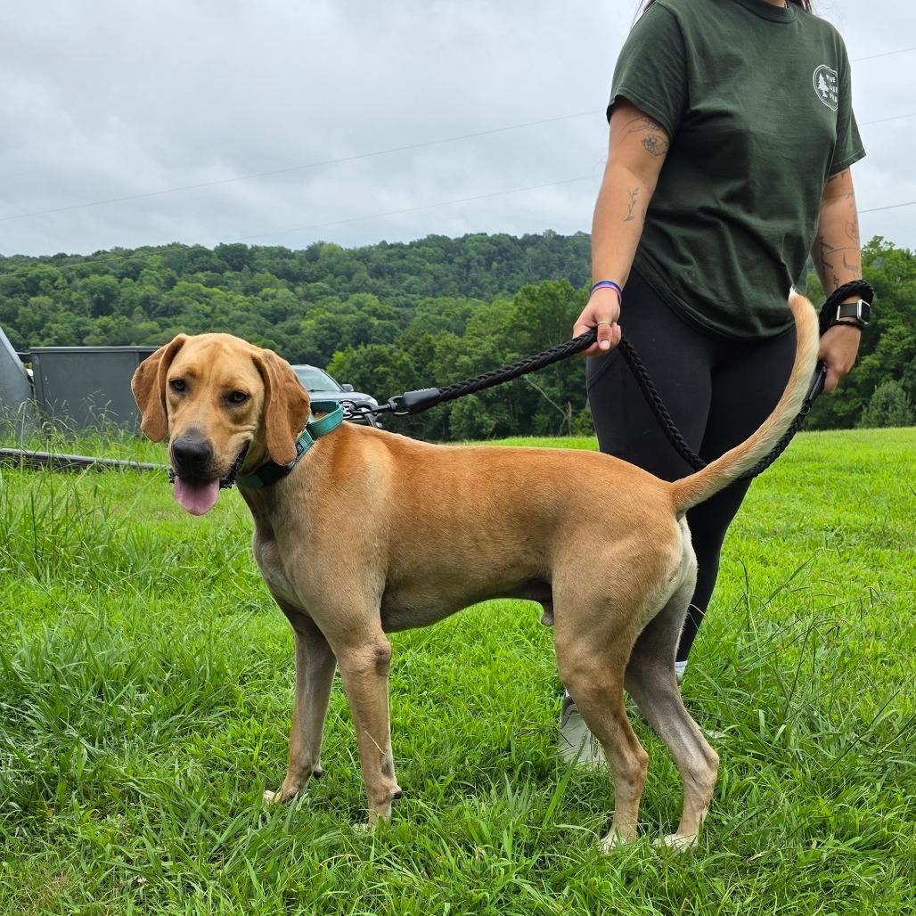 Buford, a Adoptable mixed breed in Clarksville, TN image 5/6