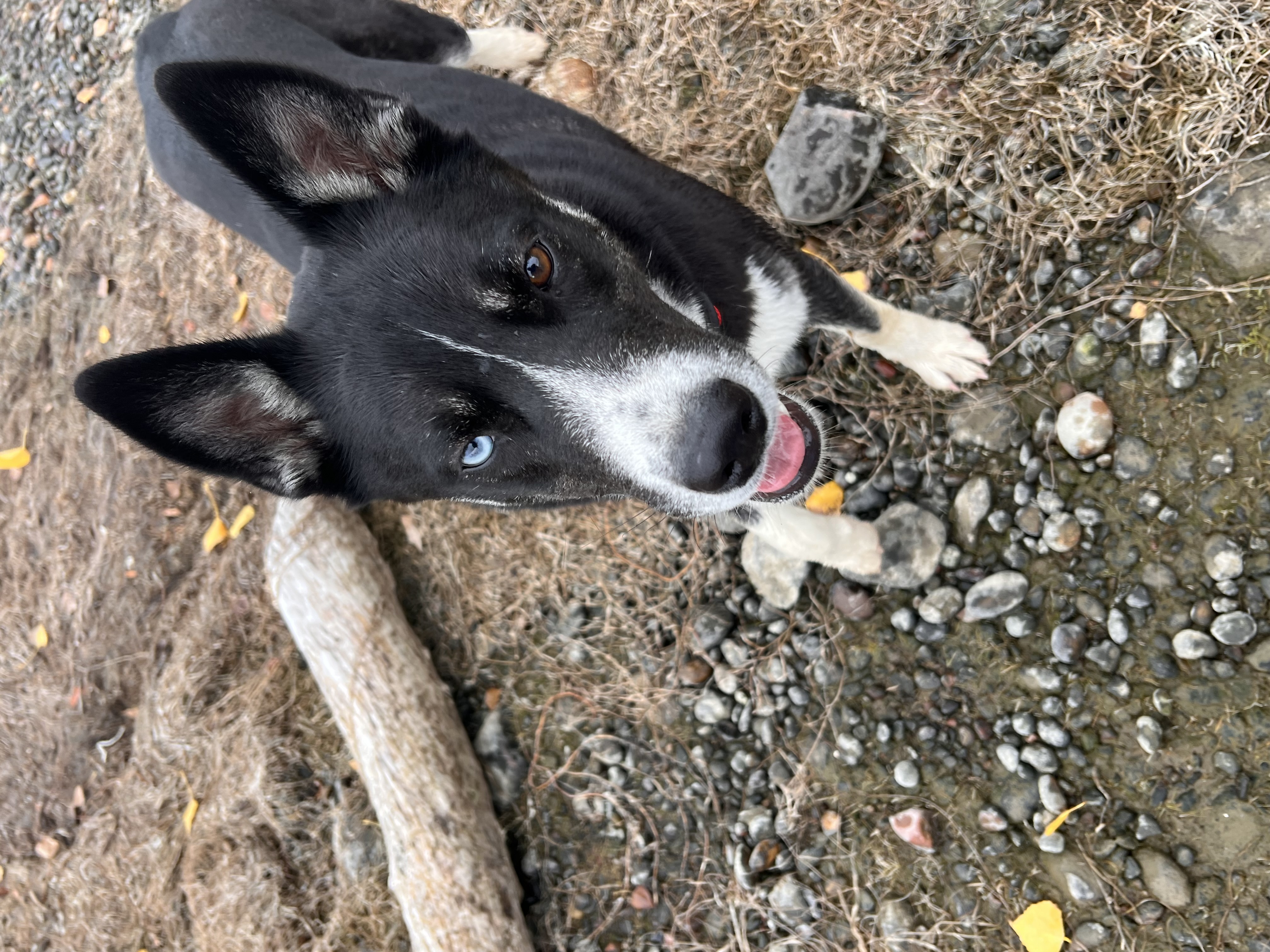 Enlarge Blaze, a Adoptable mixed breed in Pasco, WA image 2/6