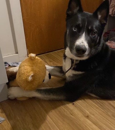 Enlarge Blaze, a Adoptable mixed breed in Pasco, WA image 5/6