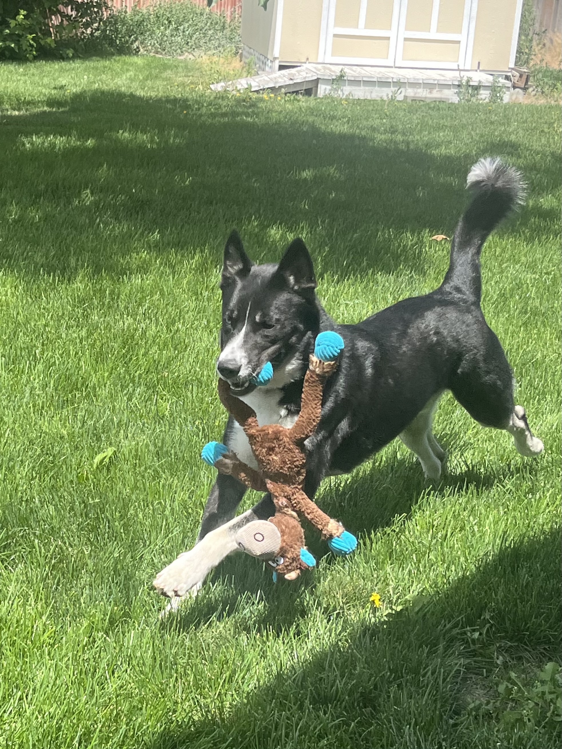 Enlarge Blaze, a Adoptable mixed breed in Pasco, WA image 1/6