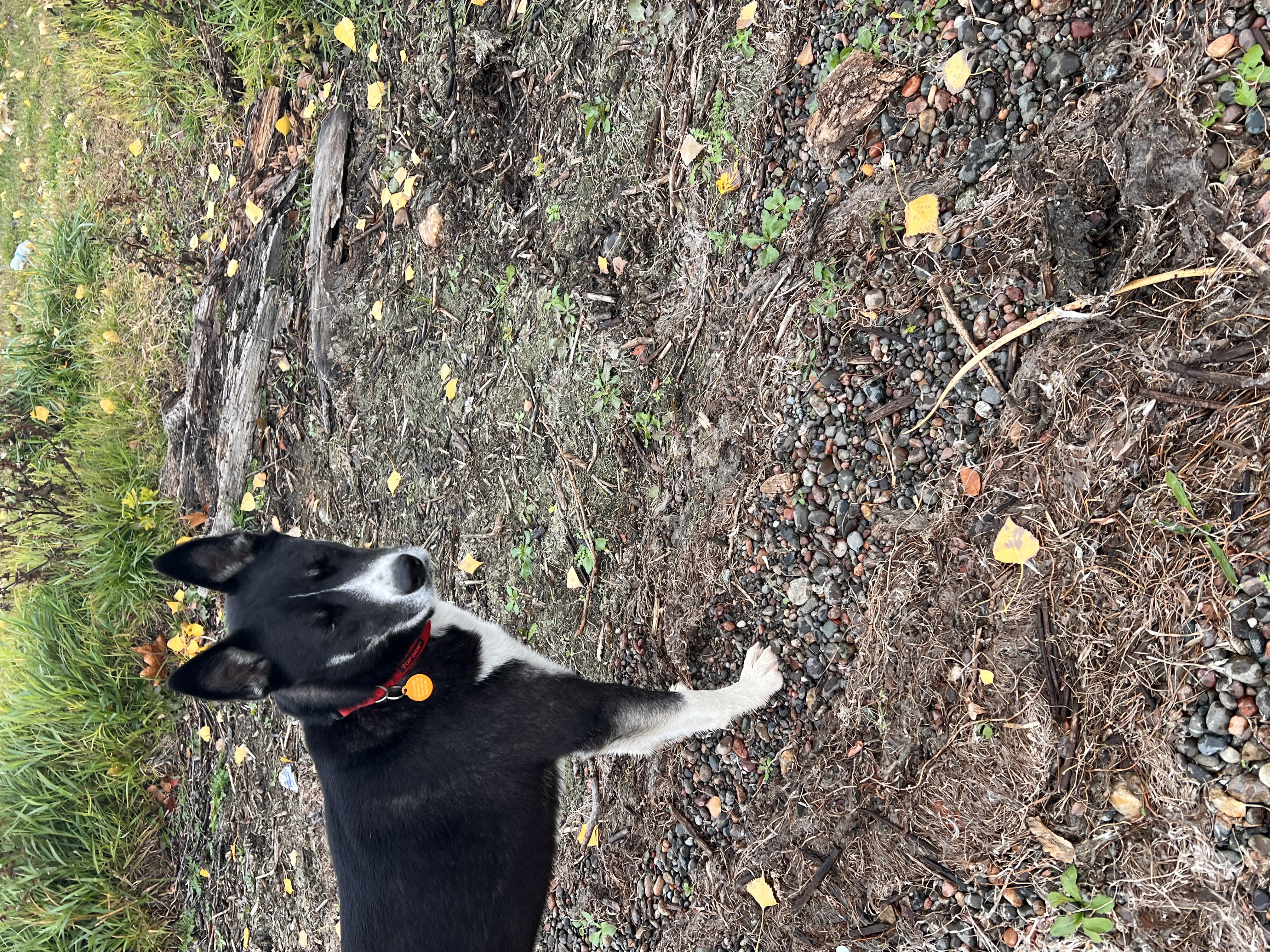 Enlarge Blaze, a Adoptable mixed breed in Pasco, WA image 3/6