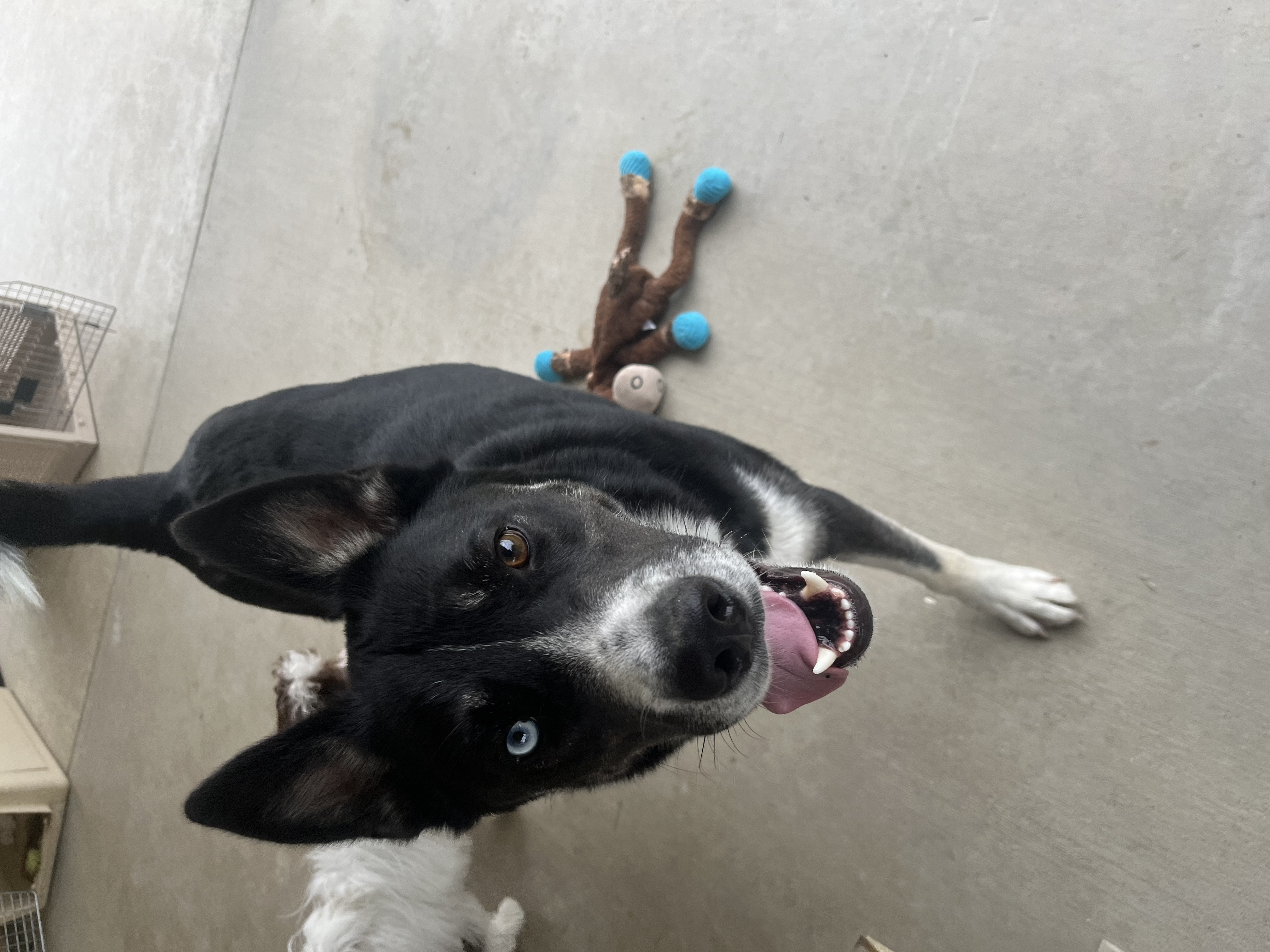 Enlarge Blaze, a Adoptable mixed breed in Pasco, WA image 6/6