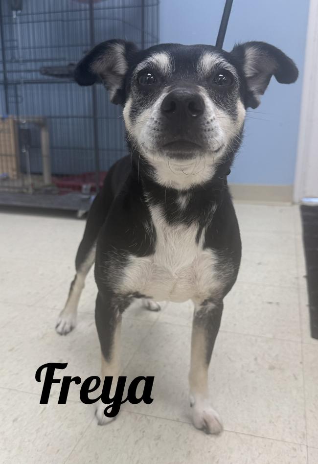 Enlarge Freya, an adopted mixed breed in Manistee, MI image 1/1