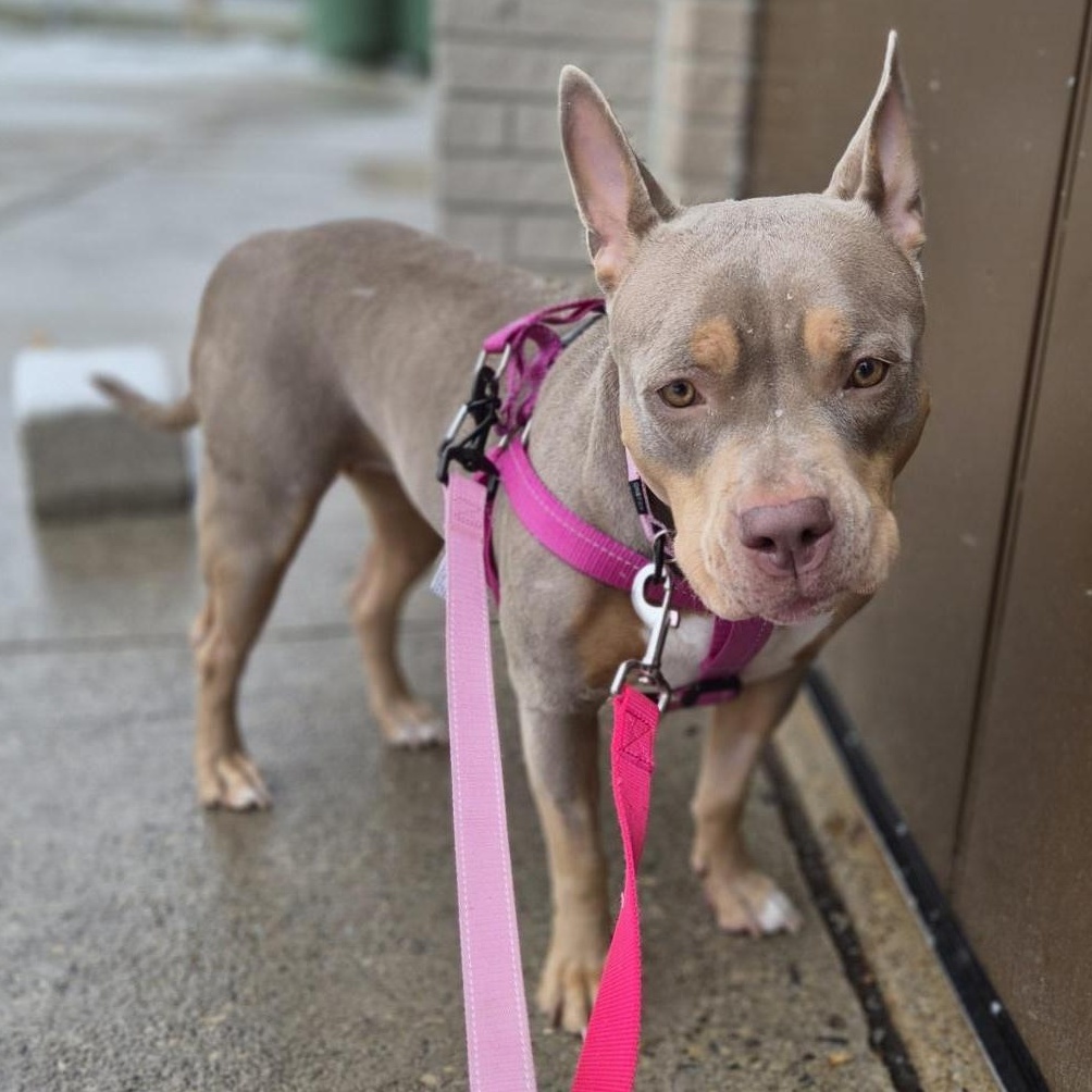 Katana, a Adoptable American Bully in Scarborough, ON image 2/6