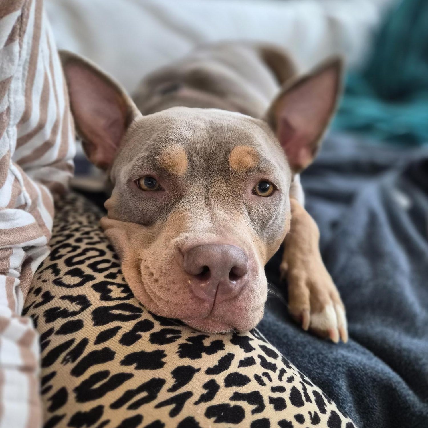 Katana, a Adoptable American Bully in Scarborough, ON image 4/6