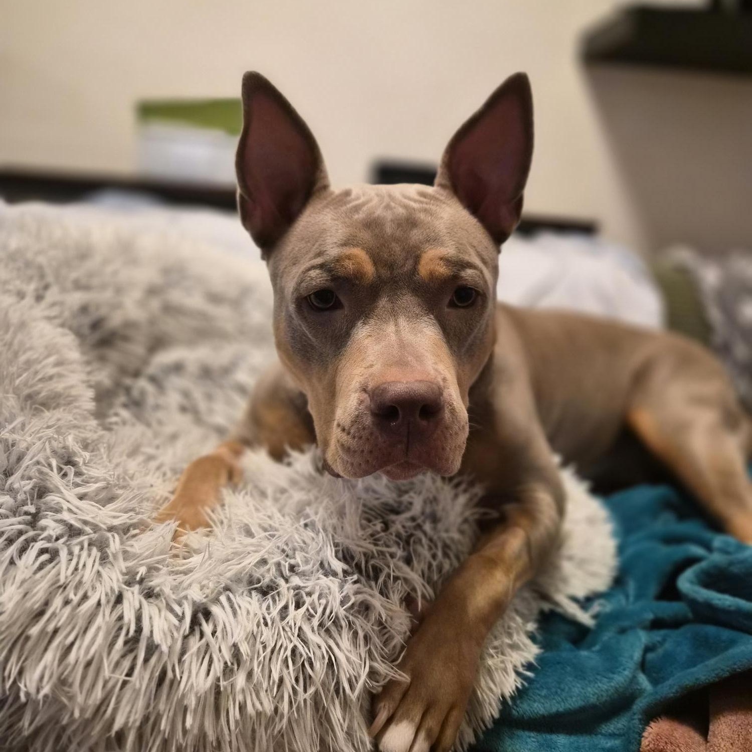 Katana, a Adoptable American Bully in Scarborough, ON image 3/6