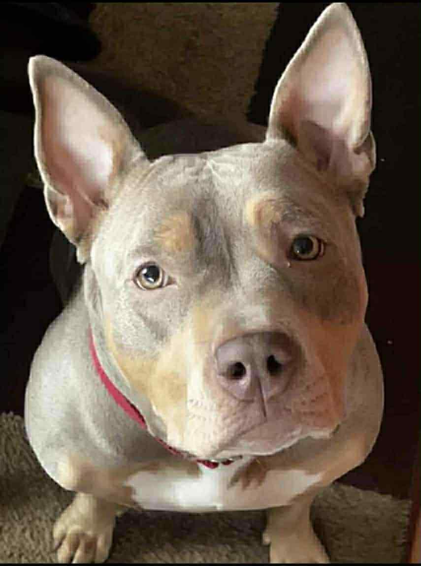 Katana, a Adoptable American Bully in Scarborough, ON image 1/6