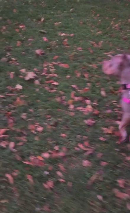 Enlarge Katana, a Adoptable American Bully in Scarborough, ON video 6/6