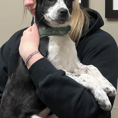 Maple, Adoptable, Young Female Smooth Collie & Australian Shepherd.