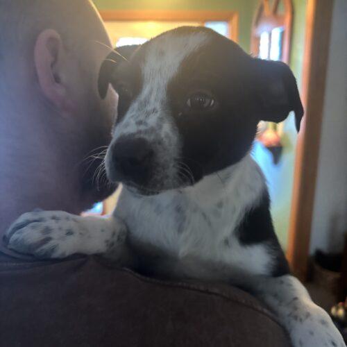 Maple, a Adoptable mixed breed in Vienna, ON image 2/5