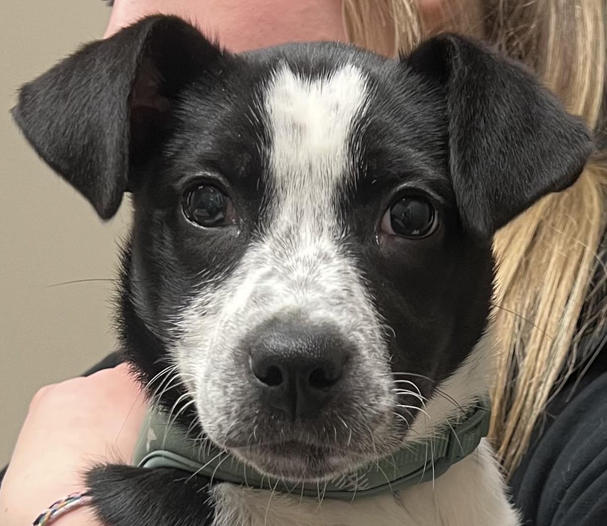 Maple, a Adoptable mixed breed in Vienna, ON image 3/5