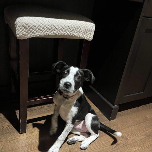 Enlarge Maple, a Adoptable mixed breed in Vienna, ON image 2/5