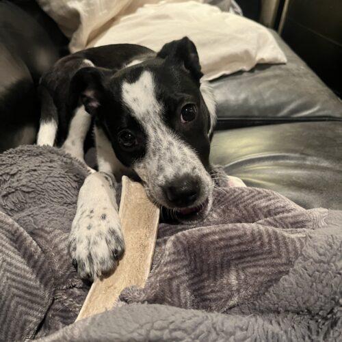 Enlarge Maple, a Adoptable mixed breed in Vienna, ON image 3/5