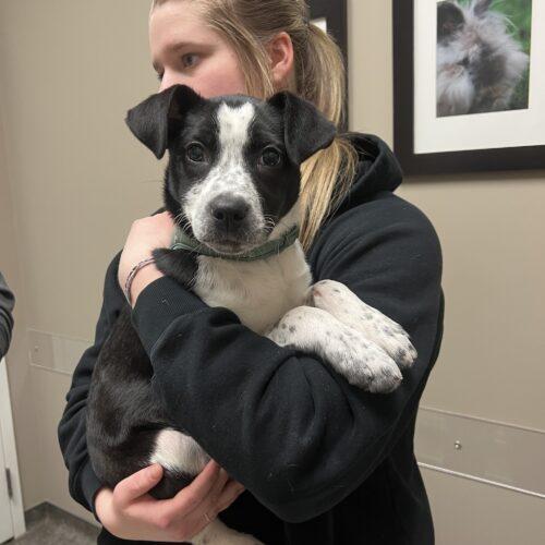 Maple, a Adoptable mixed breed in Vienna, ON image 4/5