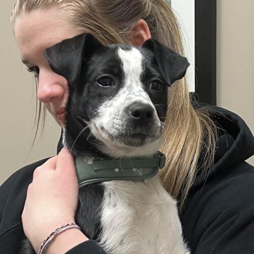 Maple, a Adoptable mixed breed in Vienna, ON image 5/5