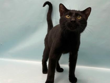 Nova, Adoptable, Adult Male Domestic Short Hair & Domestic Short Hair.