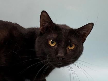 Nova, a Adoptable mixed breed in Woodbury, MN image 2/2