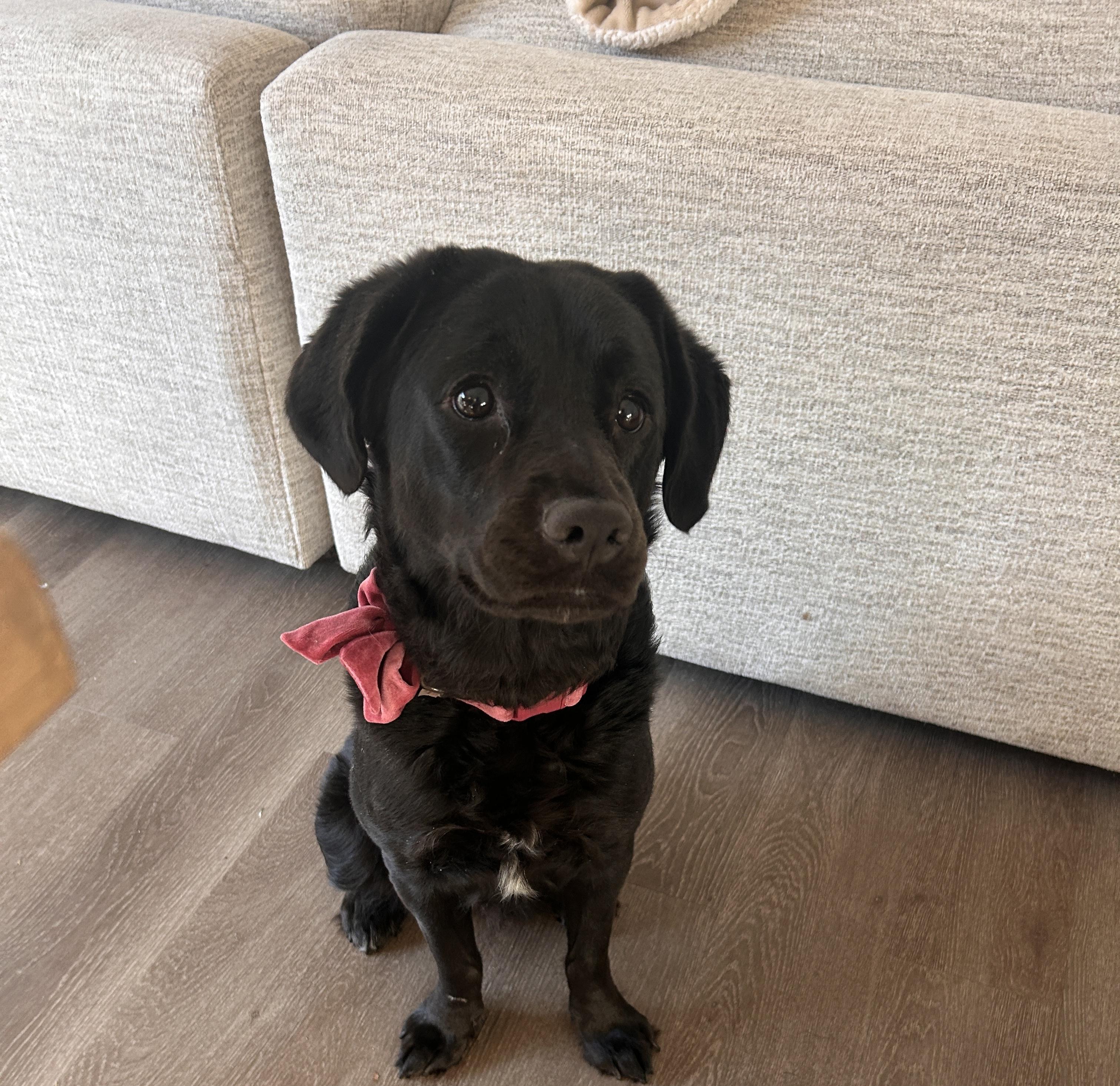 Maggie, ADOPTABLE, Young Female Labrador Retriever & Spaniel.