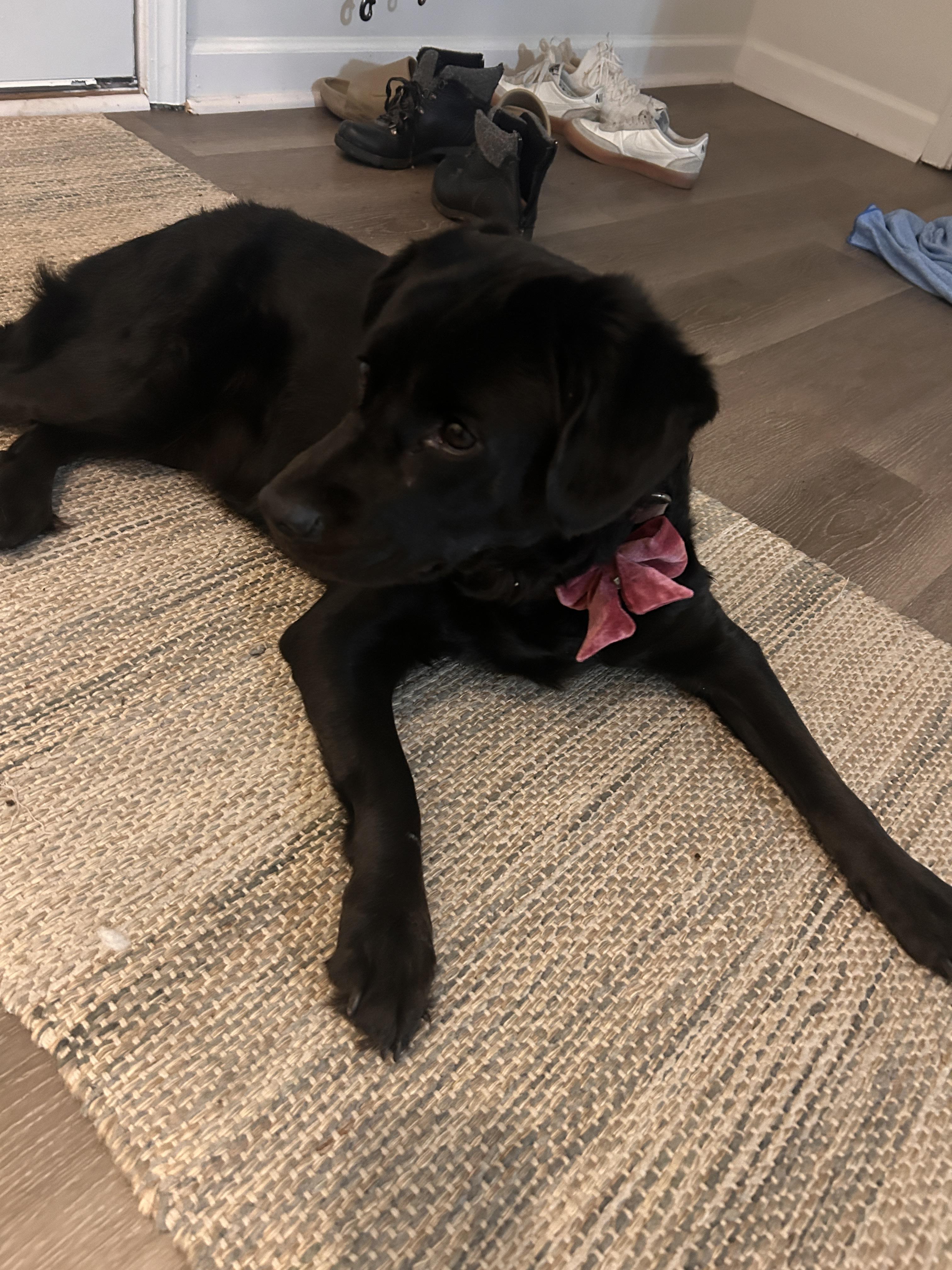 Enlarge Maggie, an adopted mixed breed in Charlotte, NC image 2/5