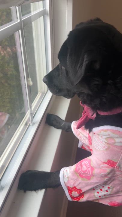 Enlarge Maggie, an adopted mixed breed in Charlotte, NC video 5/5