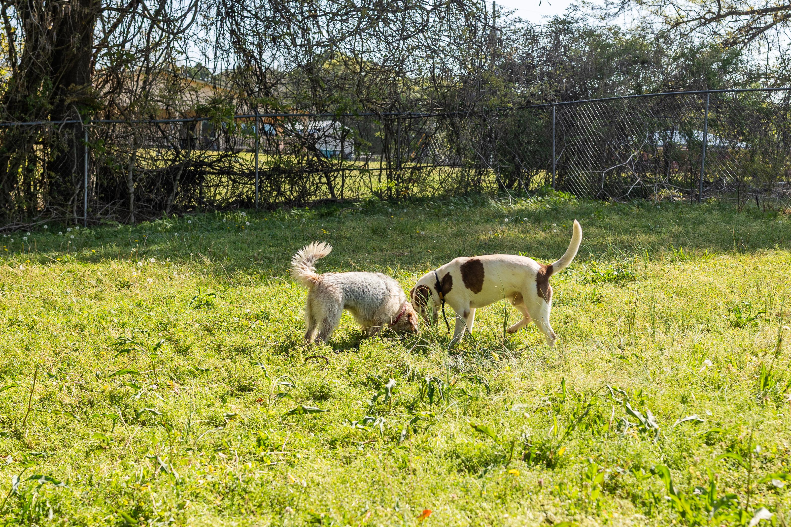 Enlarge PETEY, a ADOPTABLE mixed breed in Newborn, GA image 3/6