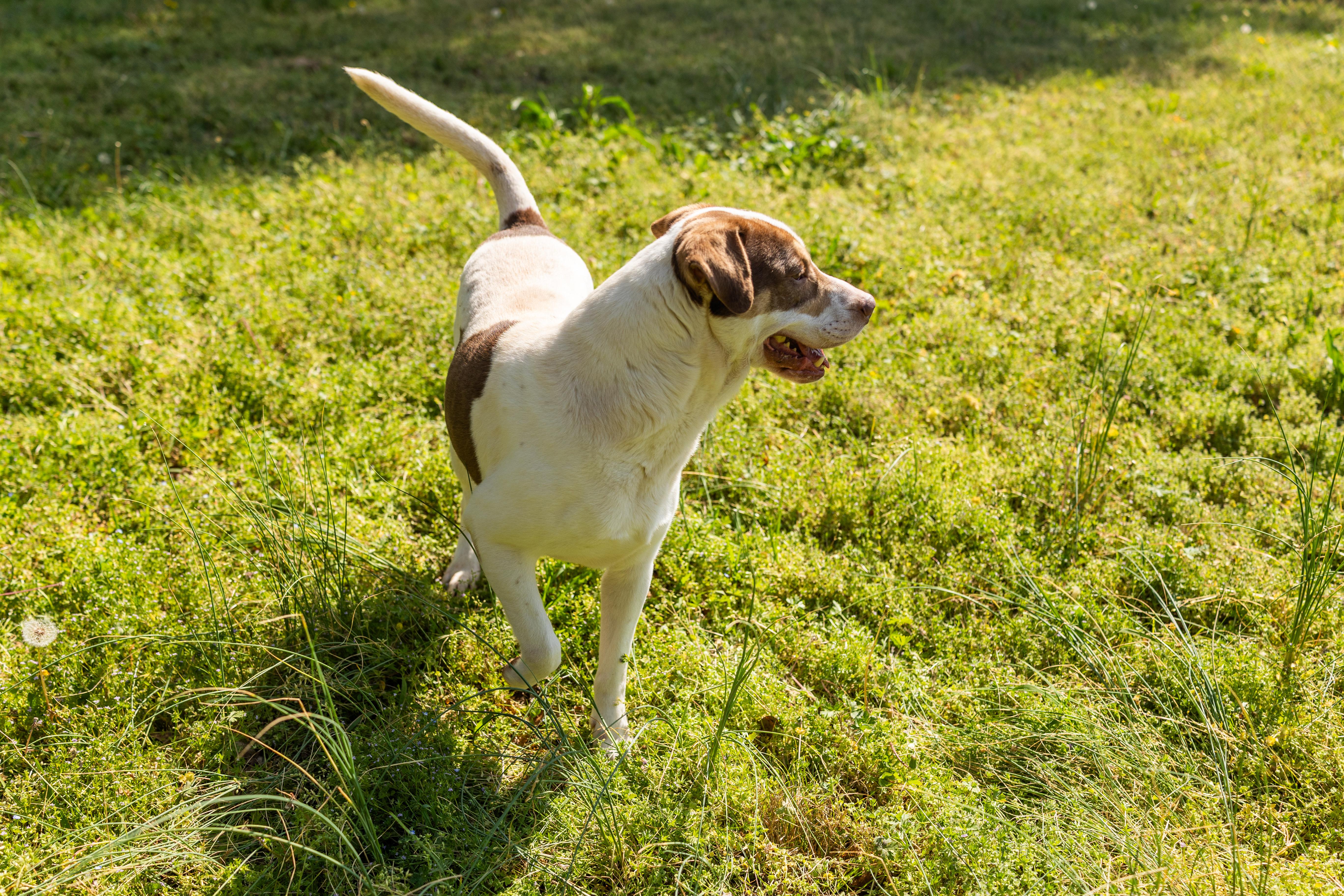 Enlarge PETEY, a ADOPTABLE mixed breed in Newborn, GA image 6/6