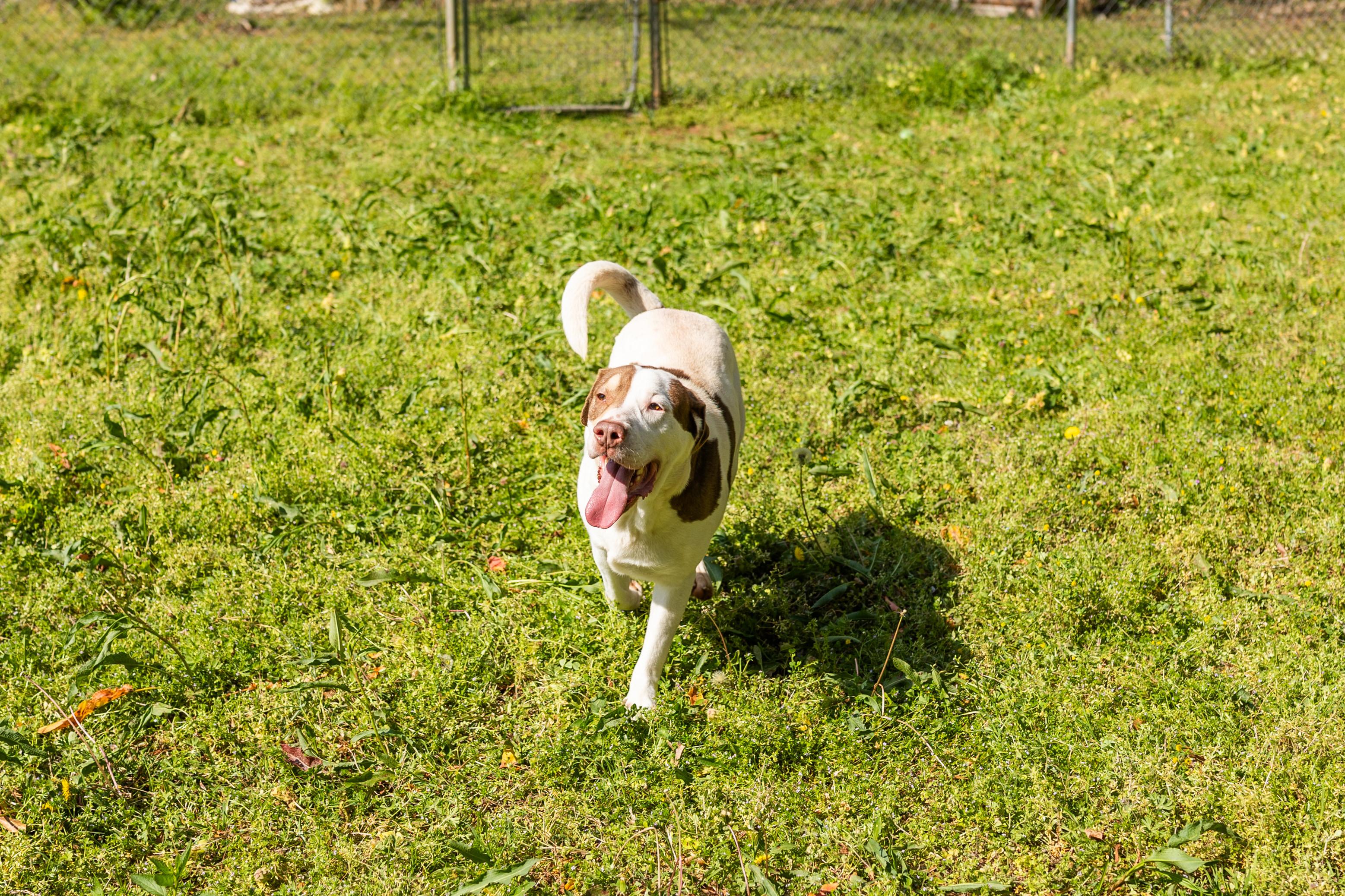 Enlarge PETEY, a ADOPTABLE mixed breed in Newborn, GA image 4/6