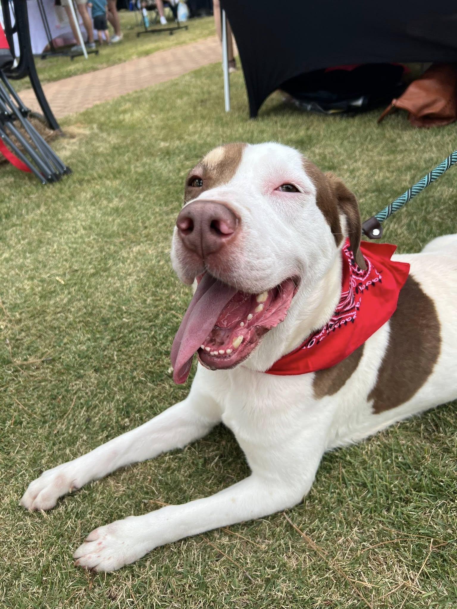 PETEY, a ADOPTABLE mixed breed in Newborn, GA image 2/6